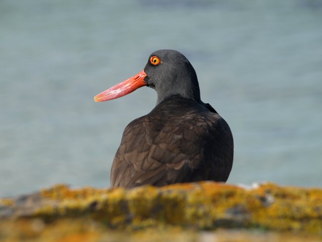 ../../Pictures/241209/091 schwaryer Oystercatcher.JPG